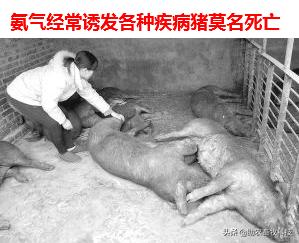 水泡粪猪场如何防控非洲猪瘟和解决养殖中臭味及粪污处理的难题？