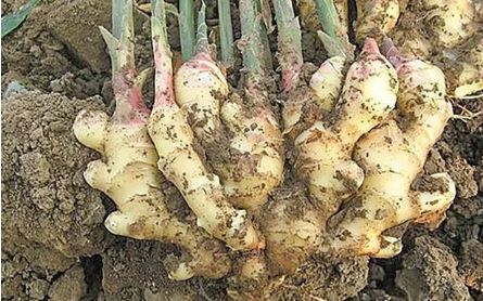 生姜的盆栽方法,生姜盆栽最佳时间