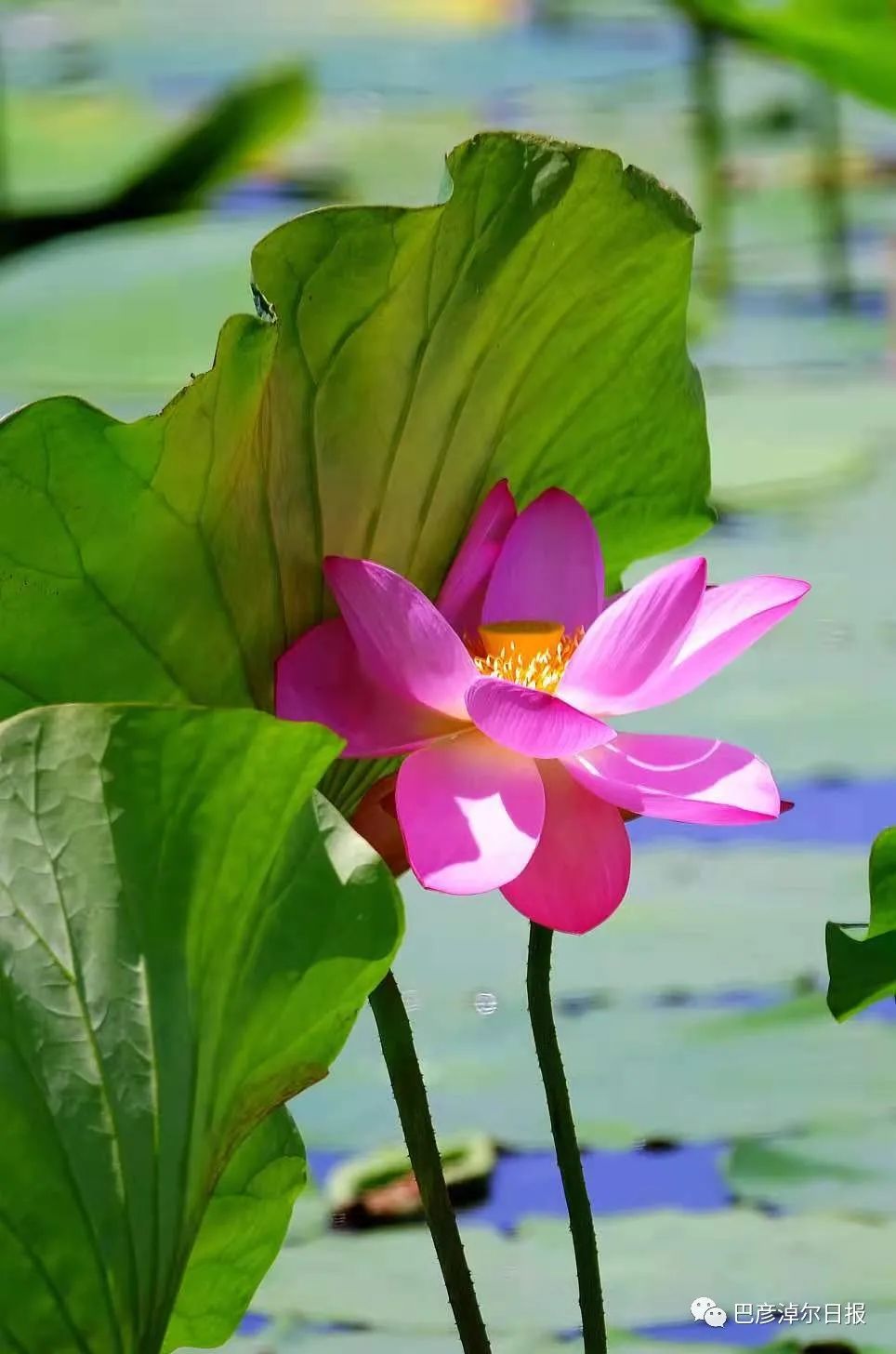 巴彦淖尔五一去处,巴彦淖尔市端午小长假适合去哪玩