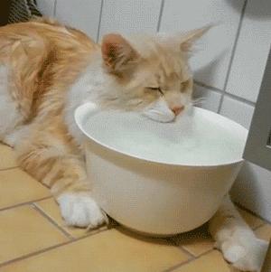 矿泉水要烧开给猫咪喝吗,猫咪纯净水需要烧开给猫咪喝吗
