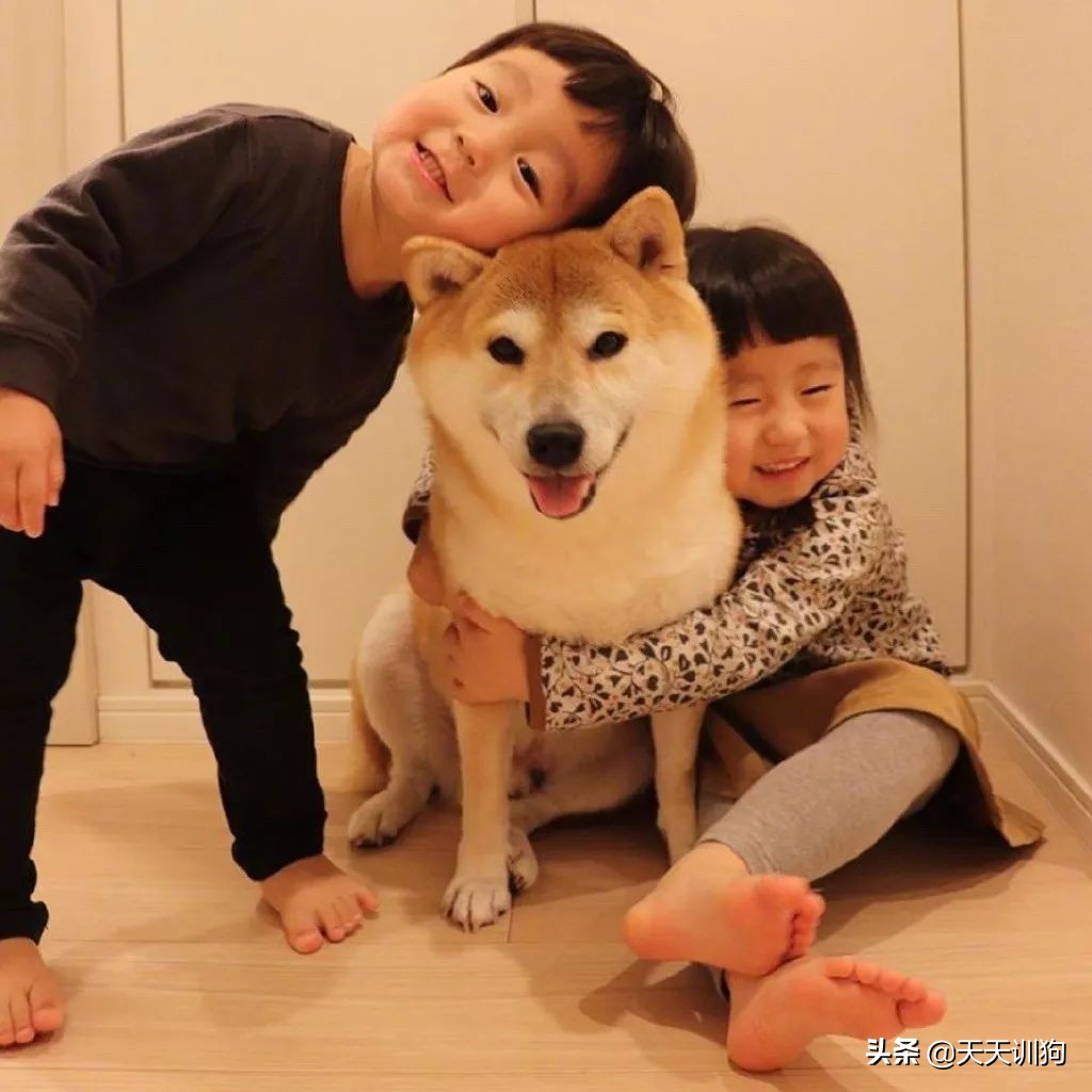 家里人都不同意养狗怎么办,想养狗怎么跟家里人说