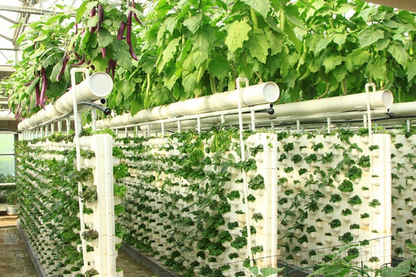 不了解这些，就不要做无土栽培了！