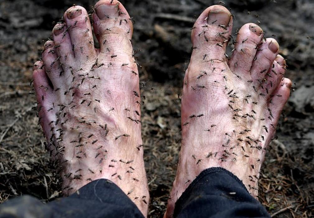 战斗民族挖宝藏,东北出土猛犸象牙