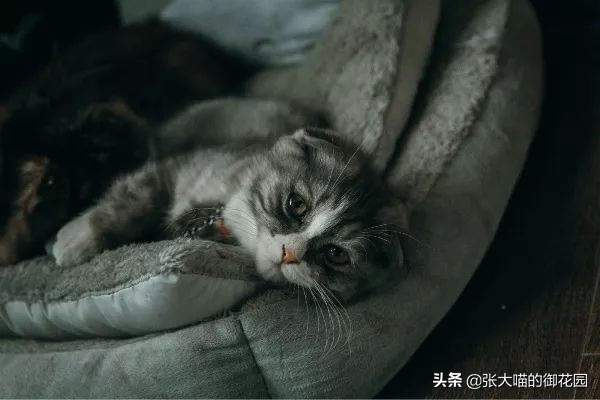 猫咪一听到鞭炮声就会害怕，春节怎么过？聪明的铲屎官都会这样做