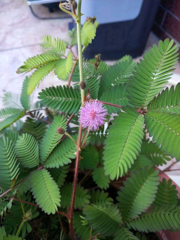 含羞草黄叶子解决办法,含羞草浇水多黄叶怎么补救