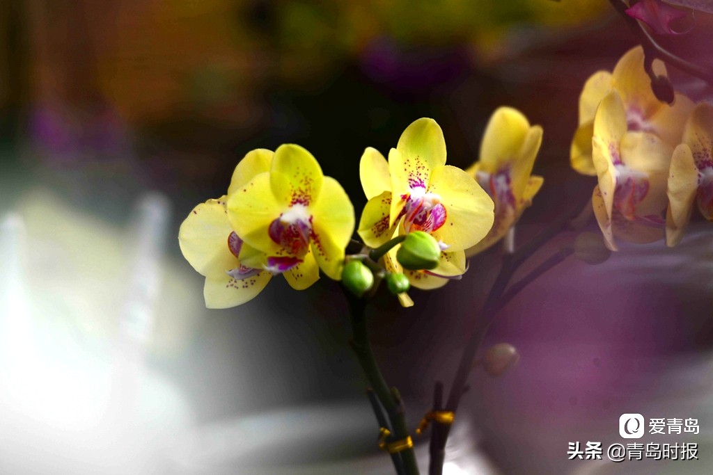 青岛人每年过年必逛！枯桃花卉市场多彩蝴蝶兰贺新春