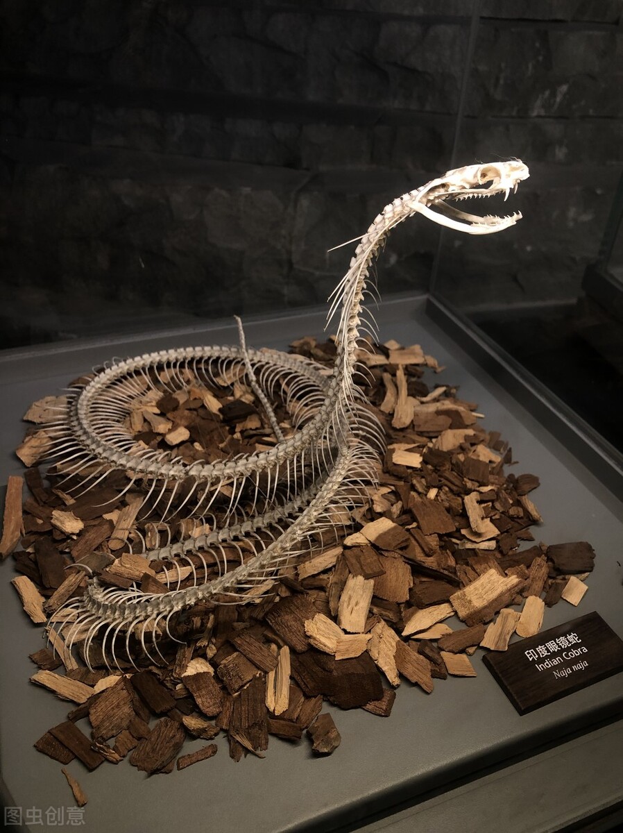 为什么蛇性本淫,为什么蛇本性为淫