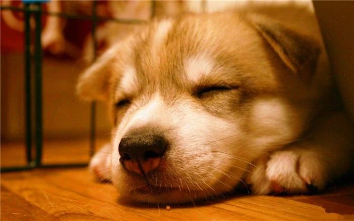 狗狗真的很容易生病吗,狗狗细小已经好了几大症状