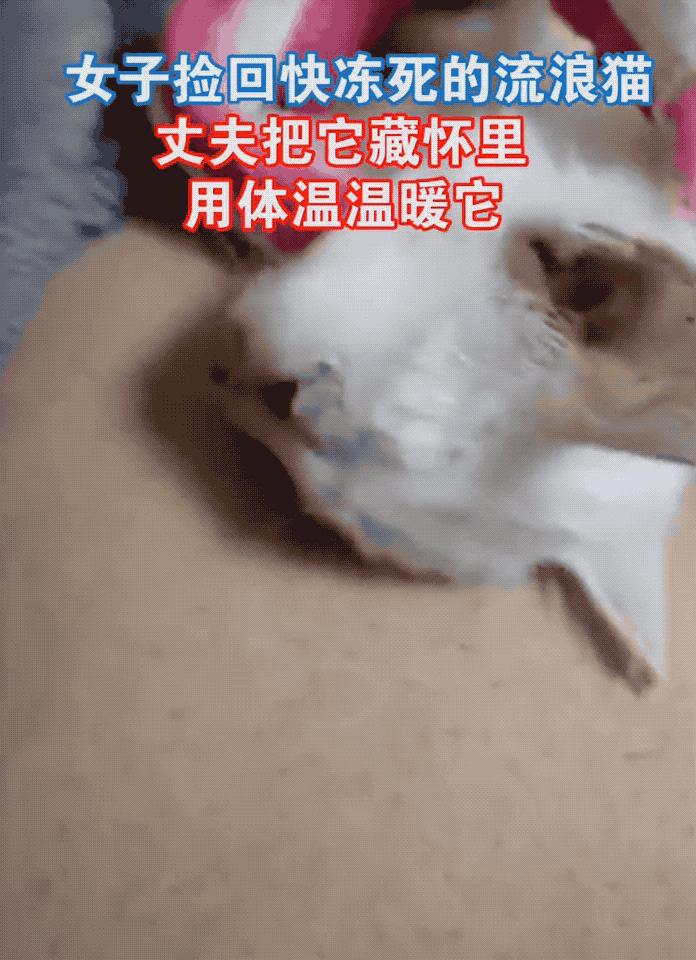 懒人养的猫很粘人吗,猫养得越久越粘人