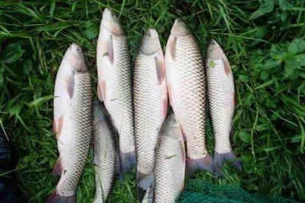 野钓鱼技巧及调漂方法,滑漂钓法只适合钓大鱼吗