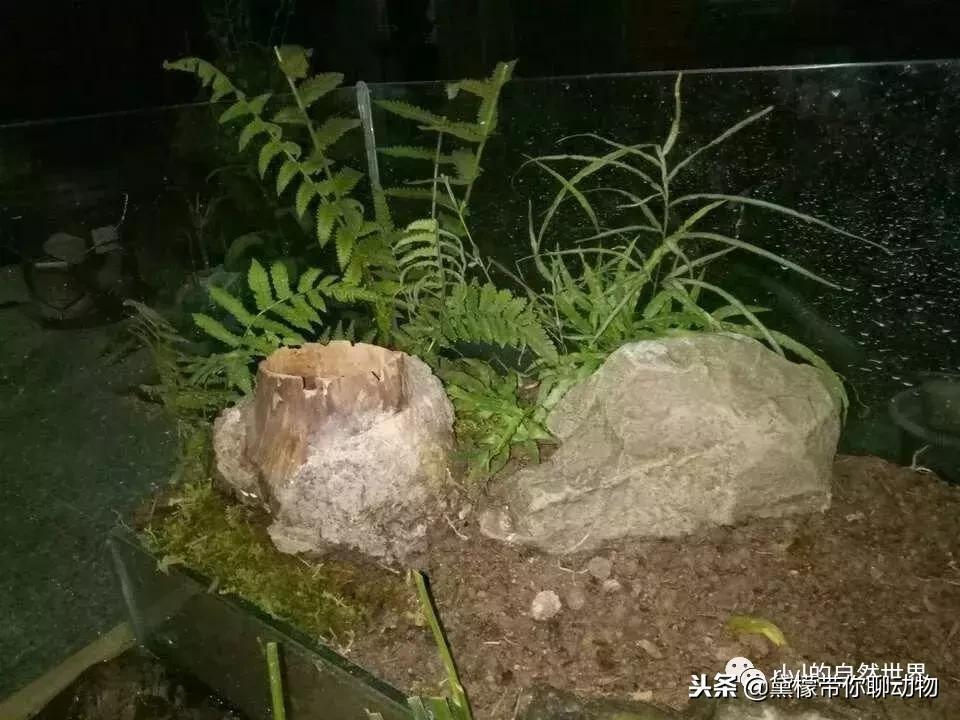 丛林造景黄缘龟池设计图大全,龟宝宝黄缘龟生态缸造景教程