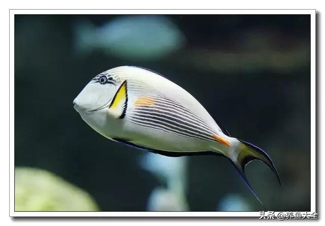 海水鱼饲养水质参数,海水鱼的饲养知识