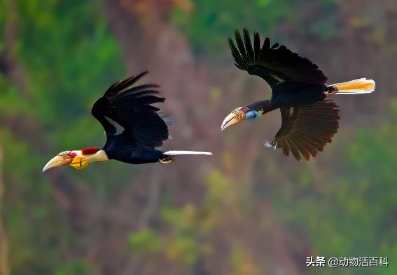鹤顶红百科简介,鹤顶红的未解之谜