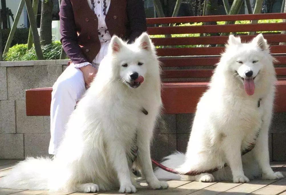 主人挑选牵引绳时出纰漏，萨摩耶出门后挣脱，注意三个正确方法！