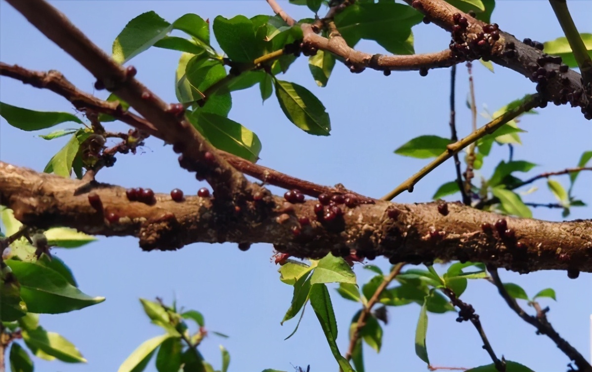 介壳虫的正确杀法,如何除去介壳虫