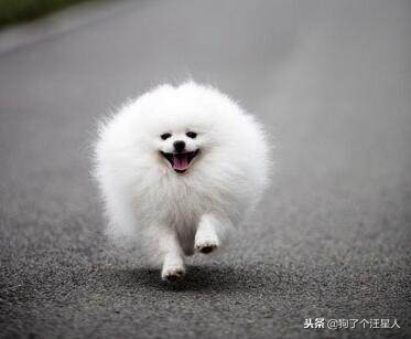 新手怎么饲养博美犬8大注意事项,养博美的5大禁忌