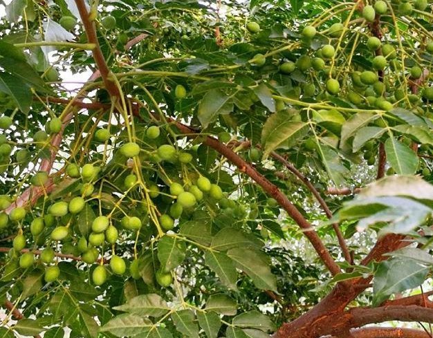 每天认识一味中草药丁香,每天认识一种植物九里香