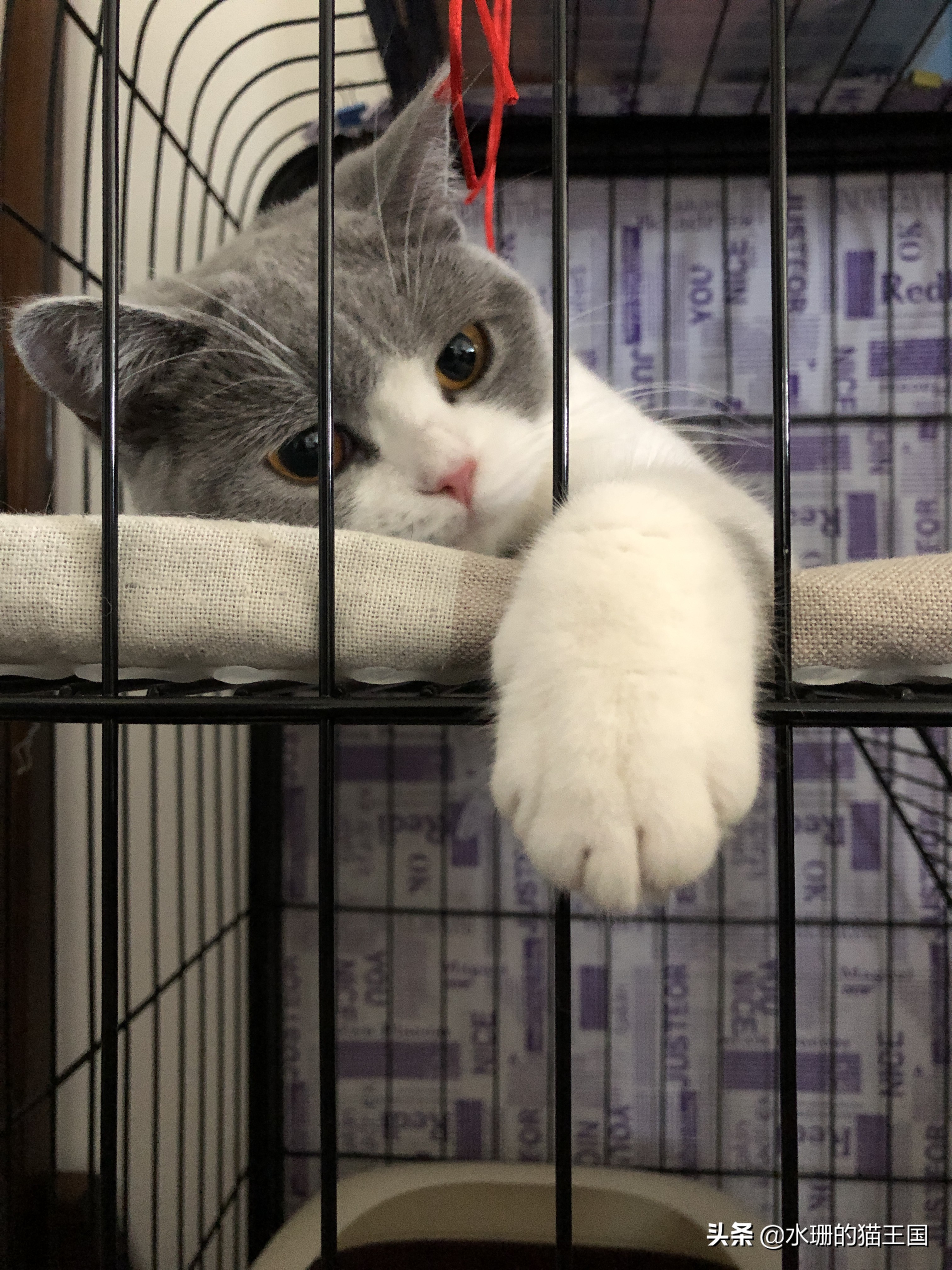 如何训练猫学会一些动作,怎么驯猫入厕的方法和技巧