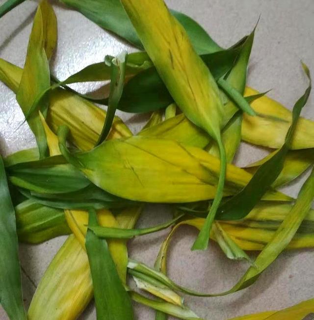 水培富贵竹黄叶别乱用药，方法不对只会一步错步步错