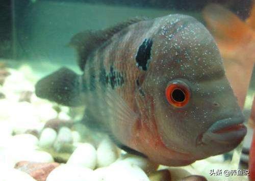 观赏鱼得了白点病怎么治,观赏鱼白点病怎么治最快