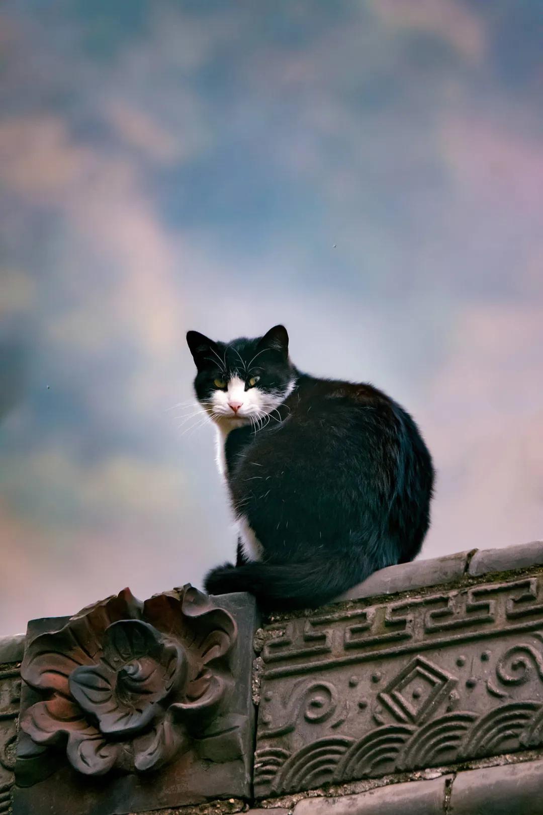 古代猫名字,古代猫的名字