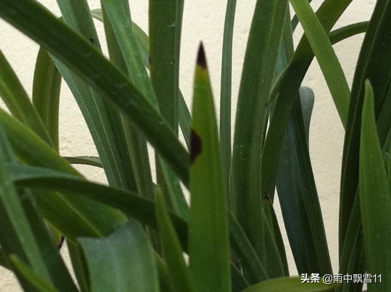 兰苗叶长黑斑原因,兰叶有黑斑是什么原因