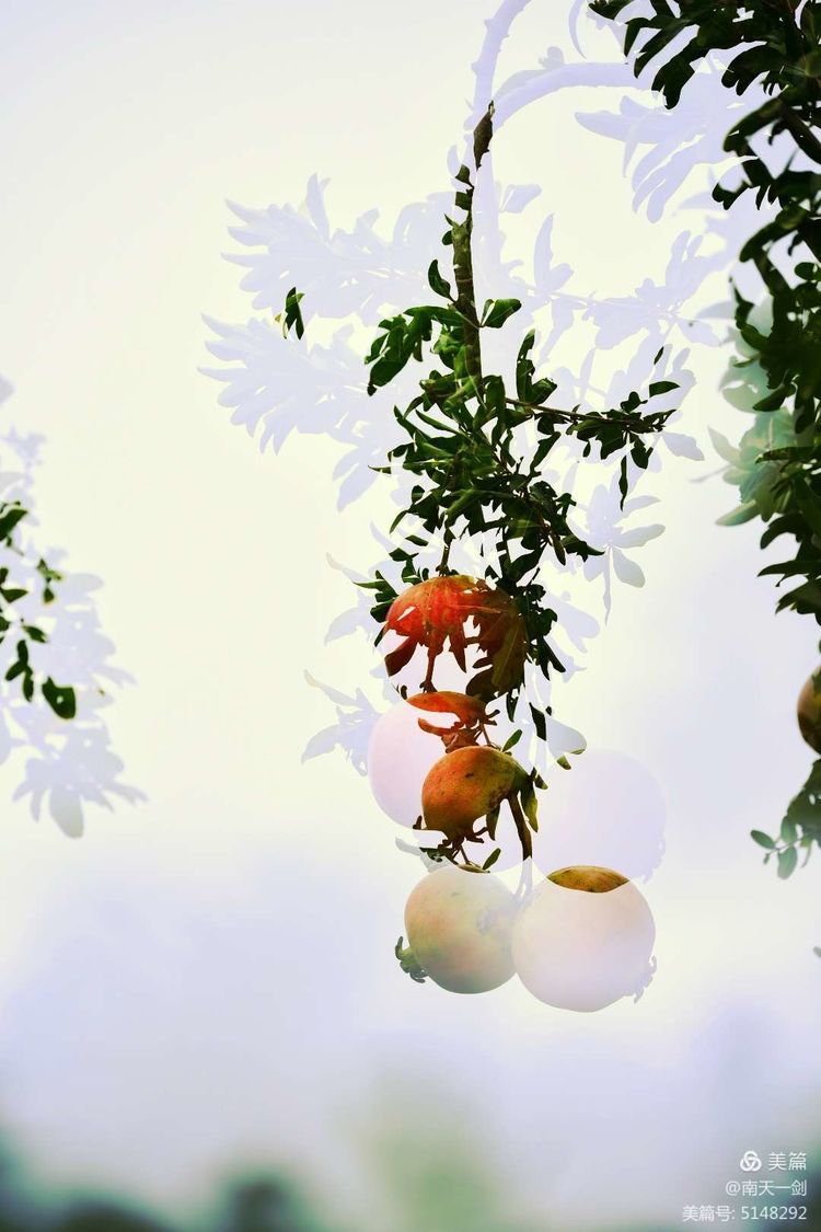 石榴一般几月份熟,石榴怎么判断熟了