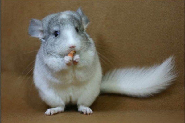 龙猫贵了怎么办,龙猫身价