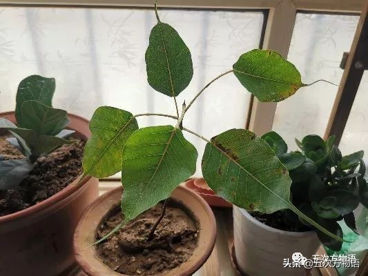 菩提树根手串怎样辨别真假,真实的菩提树