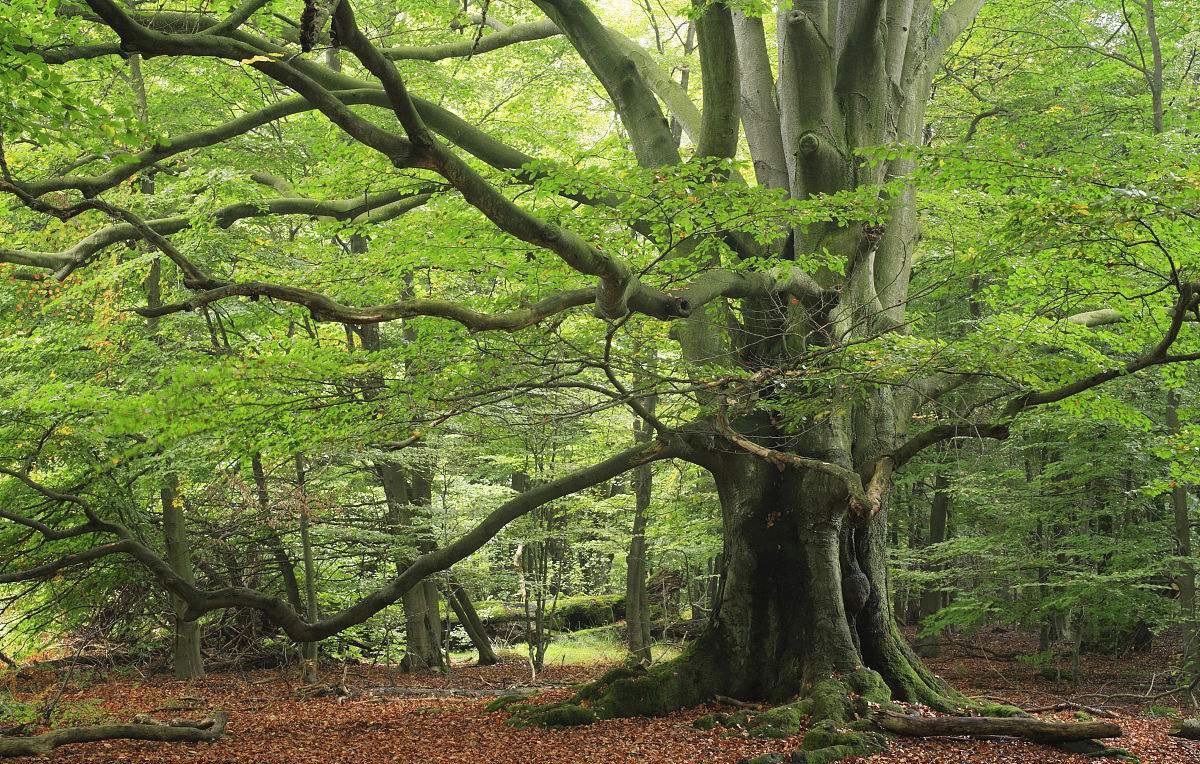 农村这种树比紫檀木还珍贵,农村这种树太值钱