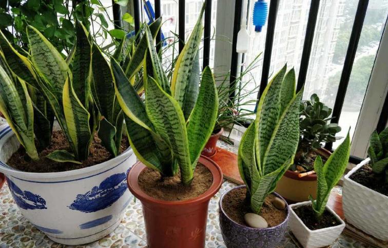 哪种兰不是真正的兰科植物,兰科兰属植物有哪些