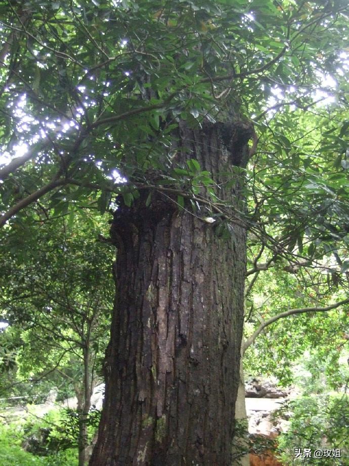 楠木枣图片,山枣啥值钱