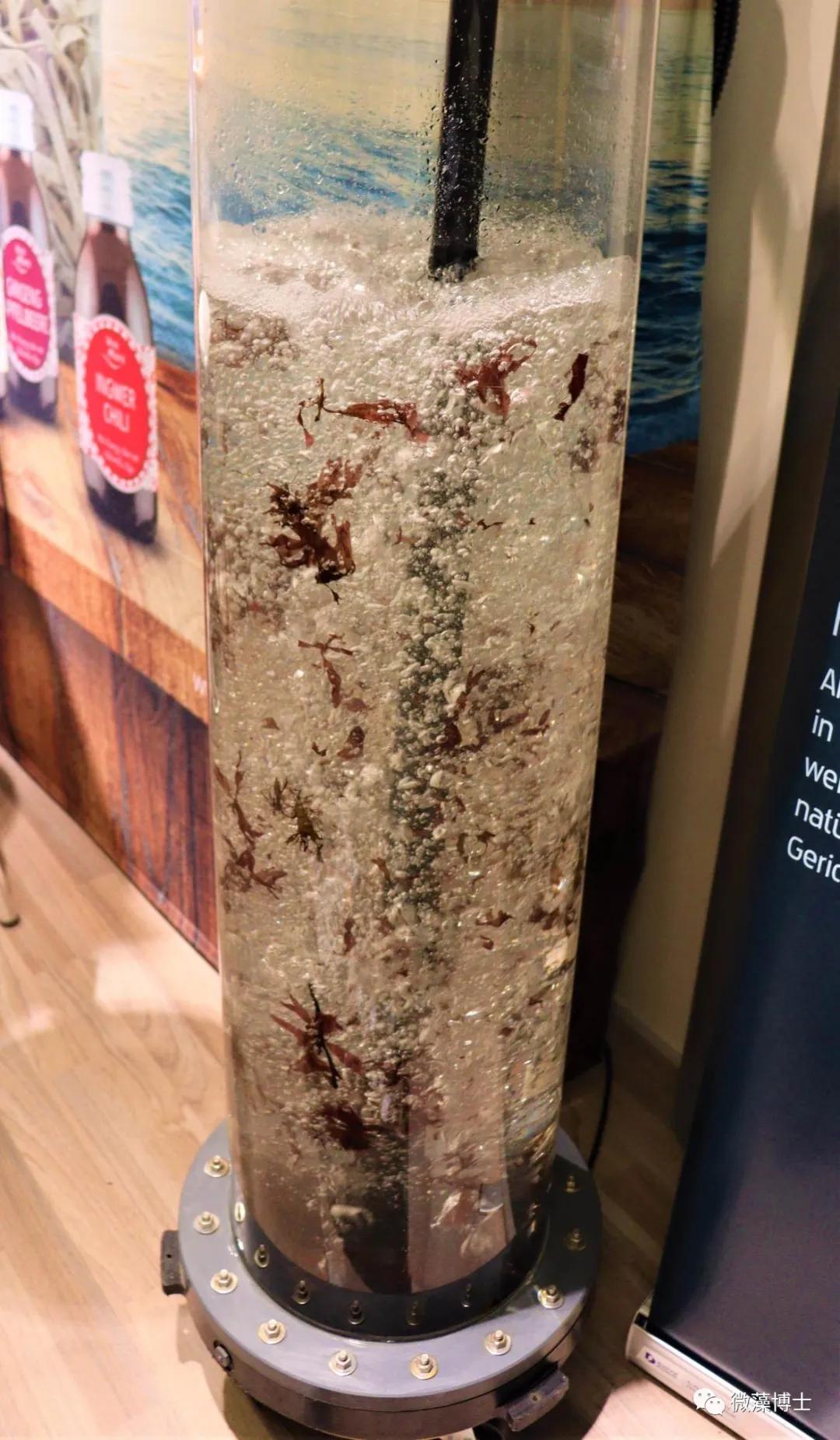 Biofach:藻类为基础的面食、类似肉类的食品和能量饮料引起了轰动