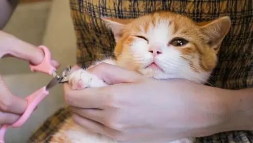 猫被主人摔脑袋眼睛瞎了,被猫咪抓了猫咪死了