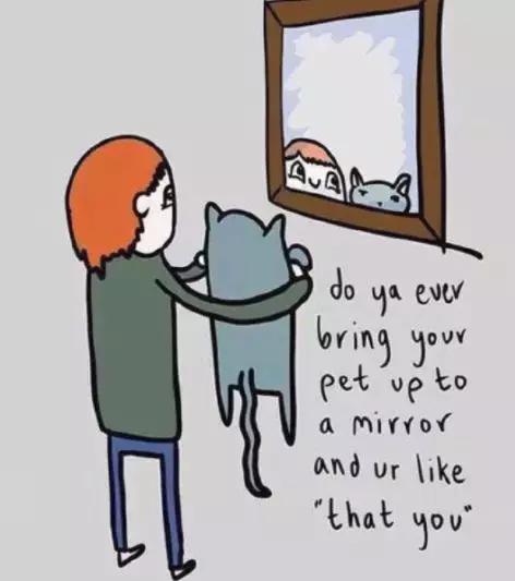 养猫党的十件事,新手养猫必须做的十件事