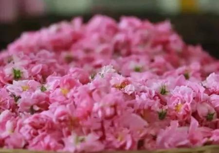 用白桃乌龙做水果茶,用白桃乌龙茶做饮品