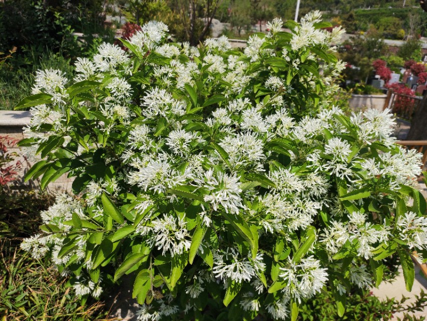 流苏的真面目,现实中的流苏