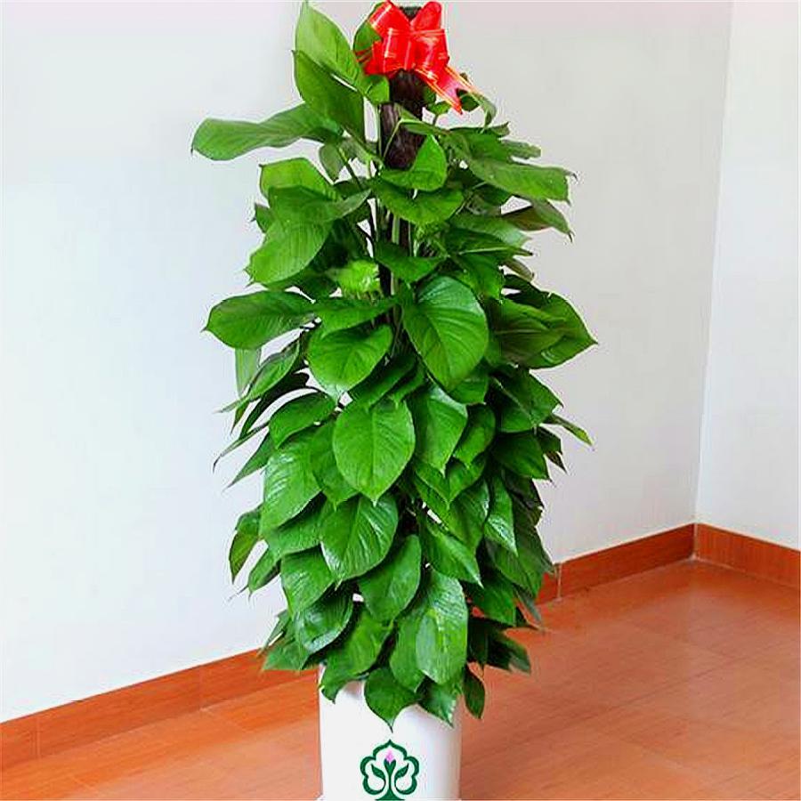 绿萝大叶子和小叶子,大叶绿萝叶子稀少