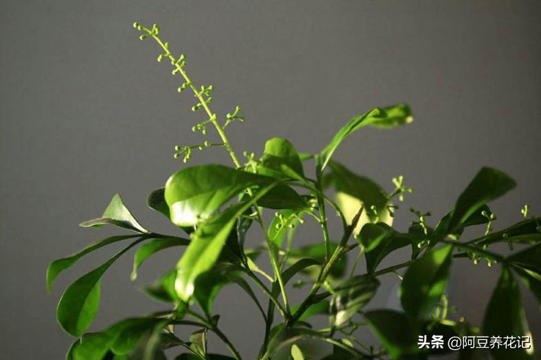 米兰有花骨朵但是不开花怎么回事,米兰只长叶子不开花该怎么办