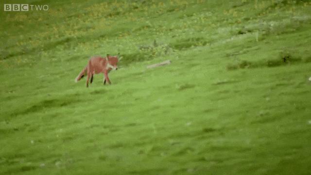 澳洲的兔子是怎么泛滥的,澳洲兔子怎么形成的