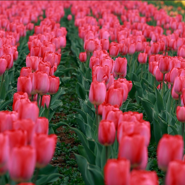 高雅郁金香鲜花图片,郁金香高雅脱俗