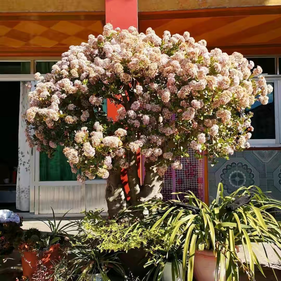 玉树修剪什么造型好看,玉树修剪造型详解