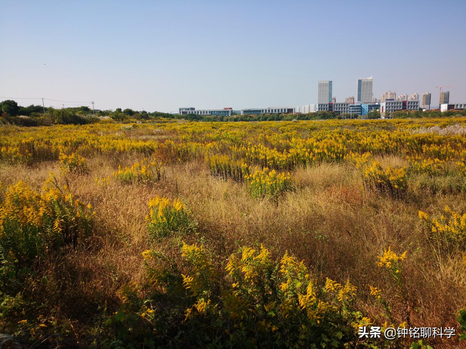 加拿大一枝黄花入侵浙江多地,加拿大一枝黄花有没有入侵福建