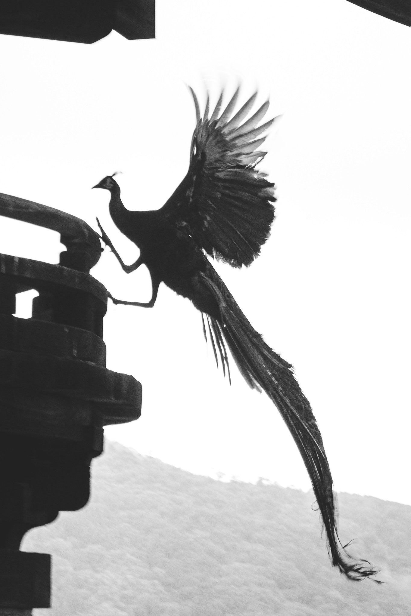 日本网友拍到凤凰,有人拍到凤凰的照片