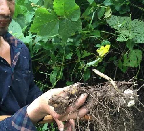 类似黄姜药材的植物,跟黄姜长得一模一样的植物