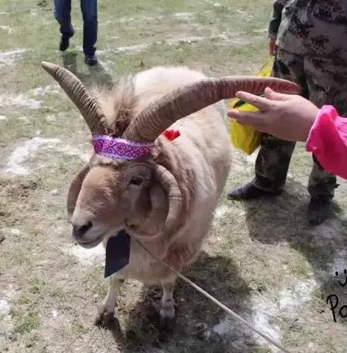 最好吃的羊肉是什么品种羊,正宗新疆羊