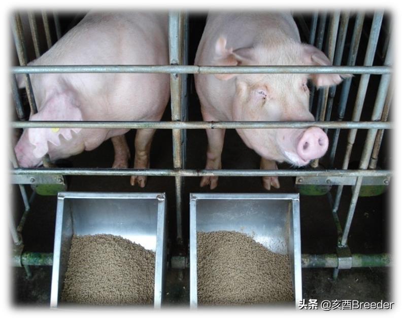 母猪发情鉴定及最佳配种时间判断，养母猪必会发情鉴定和适时配种