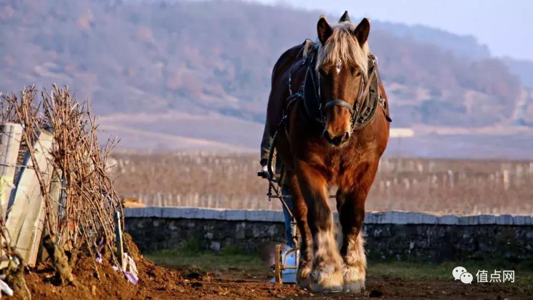 HK$1.47亿「超凡酿」拍卖|DRC梦幻红酒登场