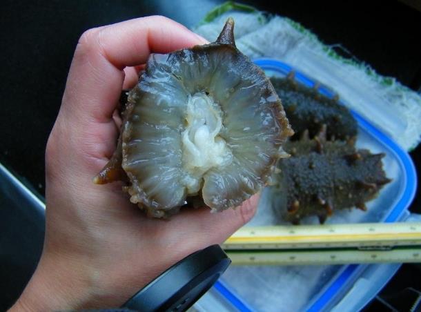 孕妇怀孕后是否可以吃燕窝,怀孕后可以吃即食海参吗