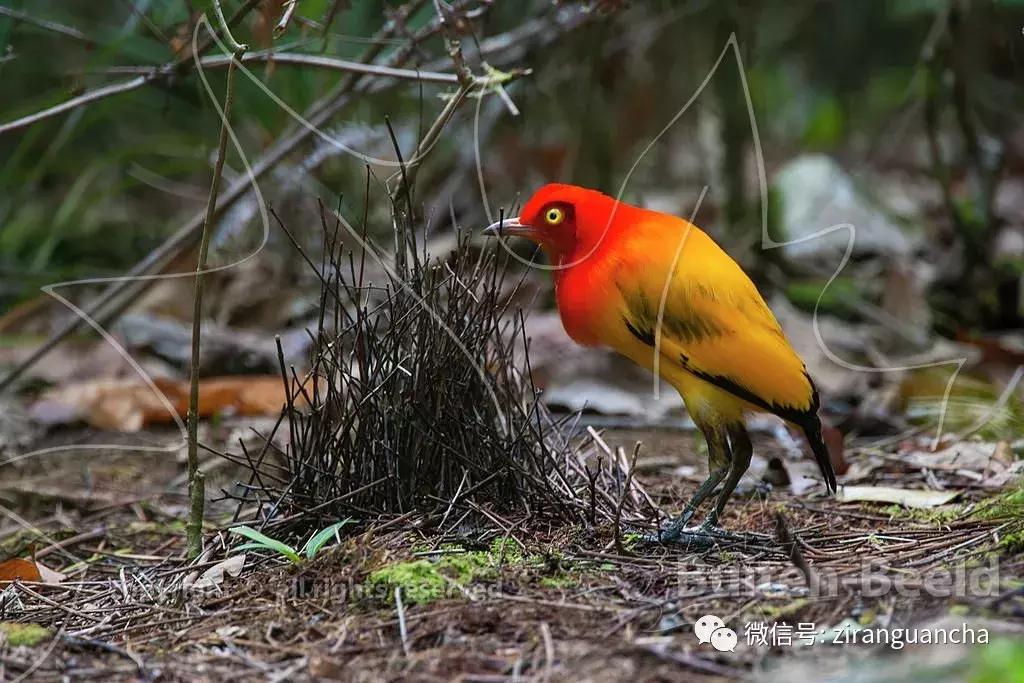 神秘的火焰舞者—火焰辉亭鸟